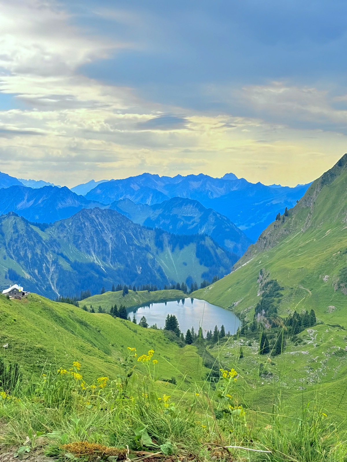 Seealpsee far below in evening light, wildflowers in front