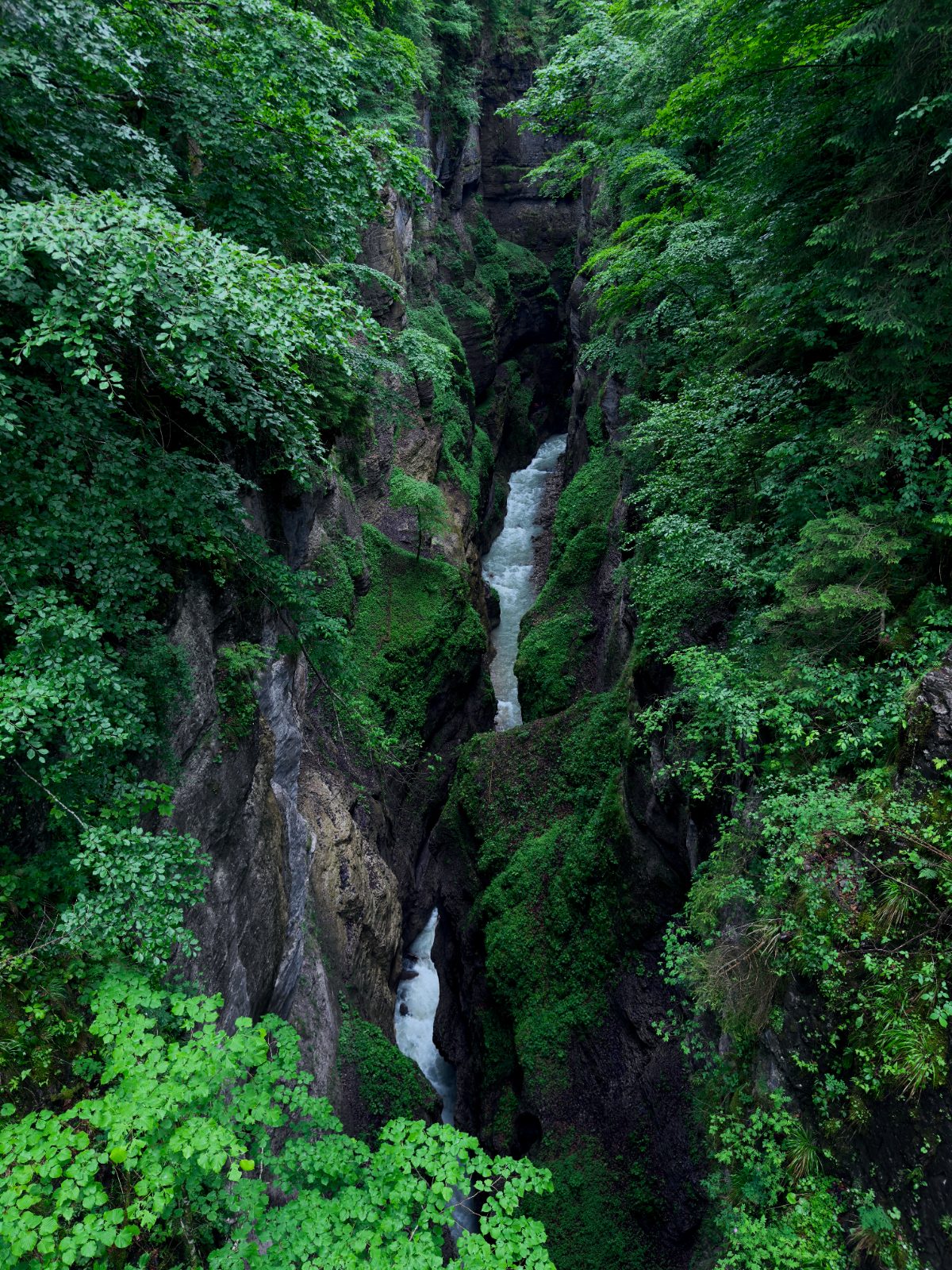 A waterfall hidden between the trees in a ravine